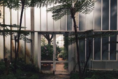Trees growing in greenhouse seen through glass window