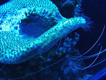 Close-up of jellyfish swimming in sea