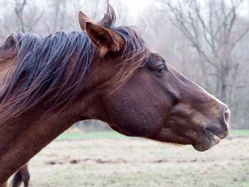 Side view of horse on field