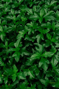 Tropical leaves, abstract green leaves texture, nature background