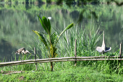 Bird perching on a lake