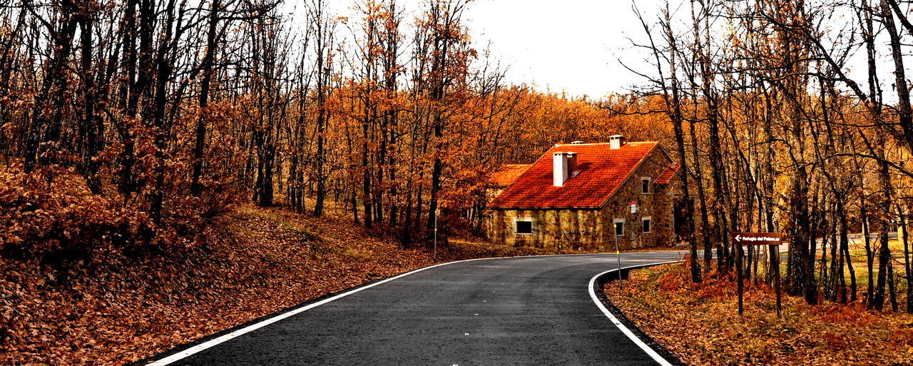 ROAD BY TREES IN FOREST DURING AUTUMN