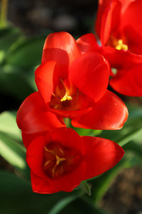 Close-up of red flower