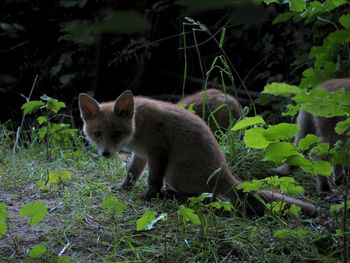 Fox cubs playing at dusk