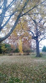 View of trees in autumn