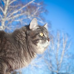 Close-up of cat against blue sky