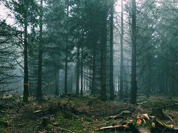 Trees in forest