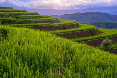 Scenic view of agricultural field against sky