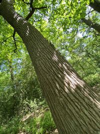 Low angle view of tree trunks in forest