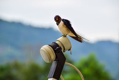 Low angle view of bird perching on plant against sky