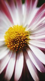 Close-up of yellow flower