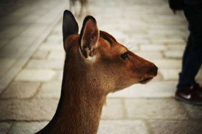 Close-up of horse