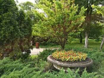 Trees and plants in yard