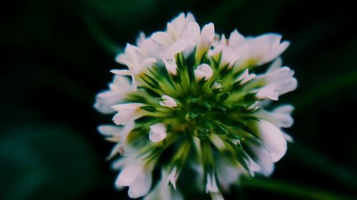 Close-up of white flowering plant