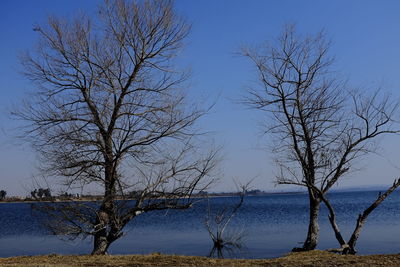 Bare tree by lake against clear sky