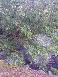 Trees and plants growing on field in forest