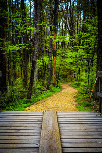 Trees in forest