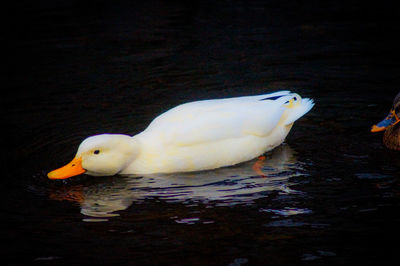 White swan swimming in lake