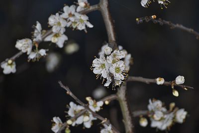 Close-up of white cherry blossoms in spring