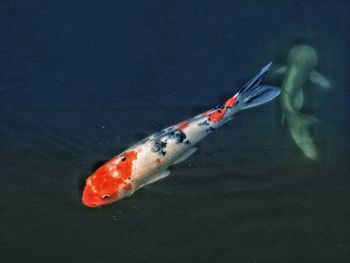 High angle view of fish swimming in lake