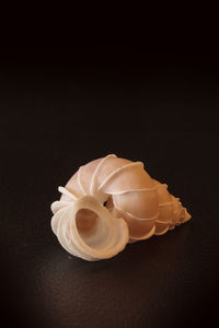 High angle view of seashell on black background