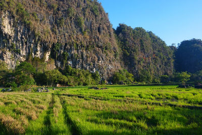 Scenic view of agricultural field against clear sky