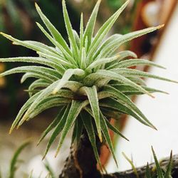 Close-up of green plant