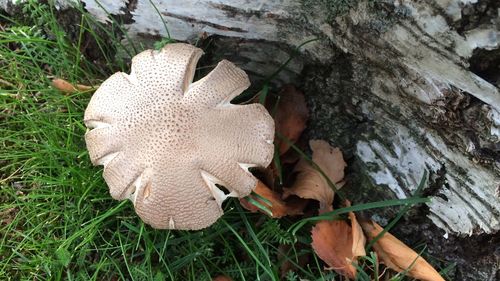 High angle view of mushroom on field