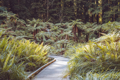 Footpath amidst trees in forest