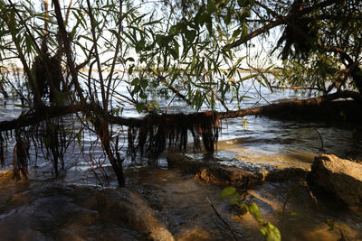 Scenic view of river amidst trees in forest