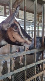 Close-up of giraffe in cage