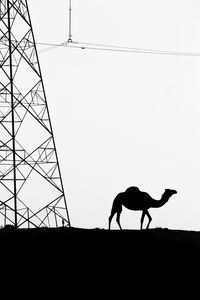 Low angle view of horse on landscape against clear sky