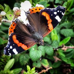 Close-up of butterfly on flower