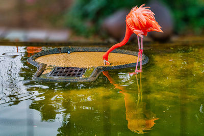 Close-up of a flamingo with reflection in water