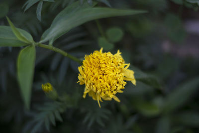 Close-up of yellow flowering plant