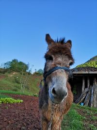 Portrait of horse on land against clear blue sky