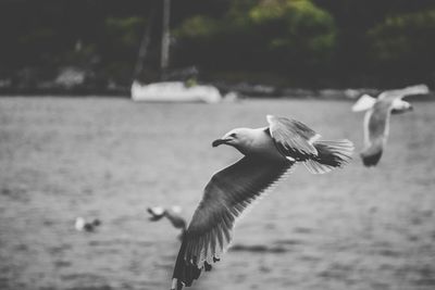 Seagulls flying in the sea