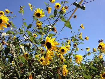 Low angle view of yellow flowers blooming on field