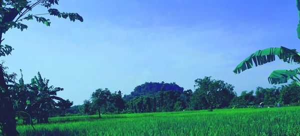 Scenic view of field against clear blue sky