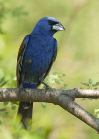 Close-up of bird perching on branch