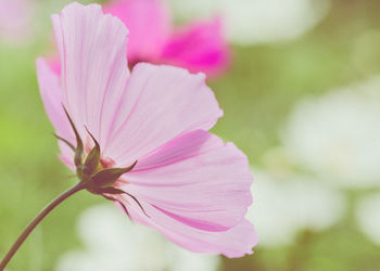 Close-up of pink flower blooming outdoors