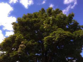 Low angle view of tree against sky