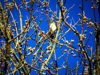 Low angle view of bird perching on tree against blue sky