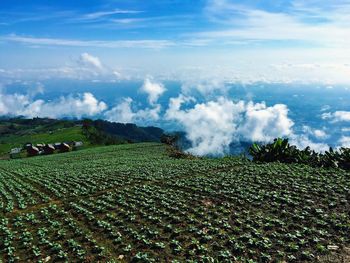 Scenic view of agricultural field against sky