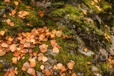 High angle view of mushrooms growing on field