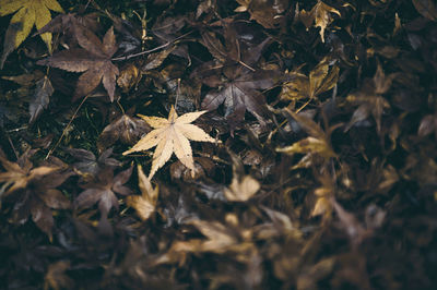 High angle view of maple leaves on road