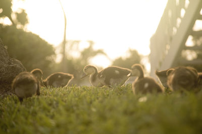 Flock of birds in the field