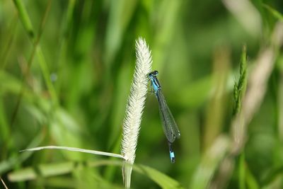 Close-up of insect on grass