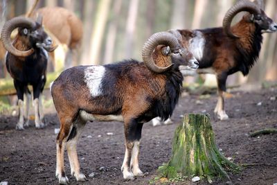 Goets standing in a field