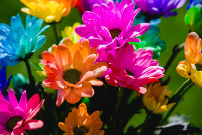 Close-up of pink flowering plants